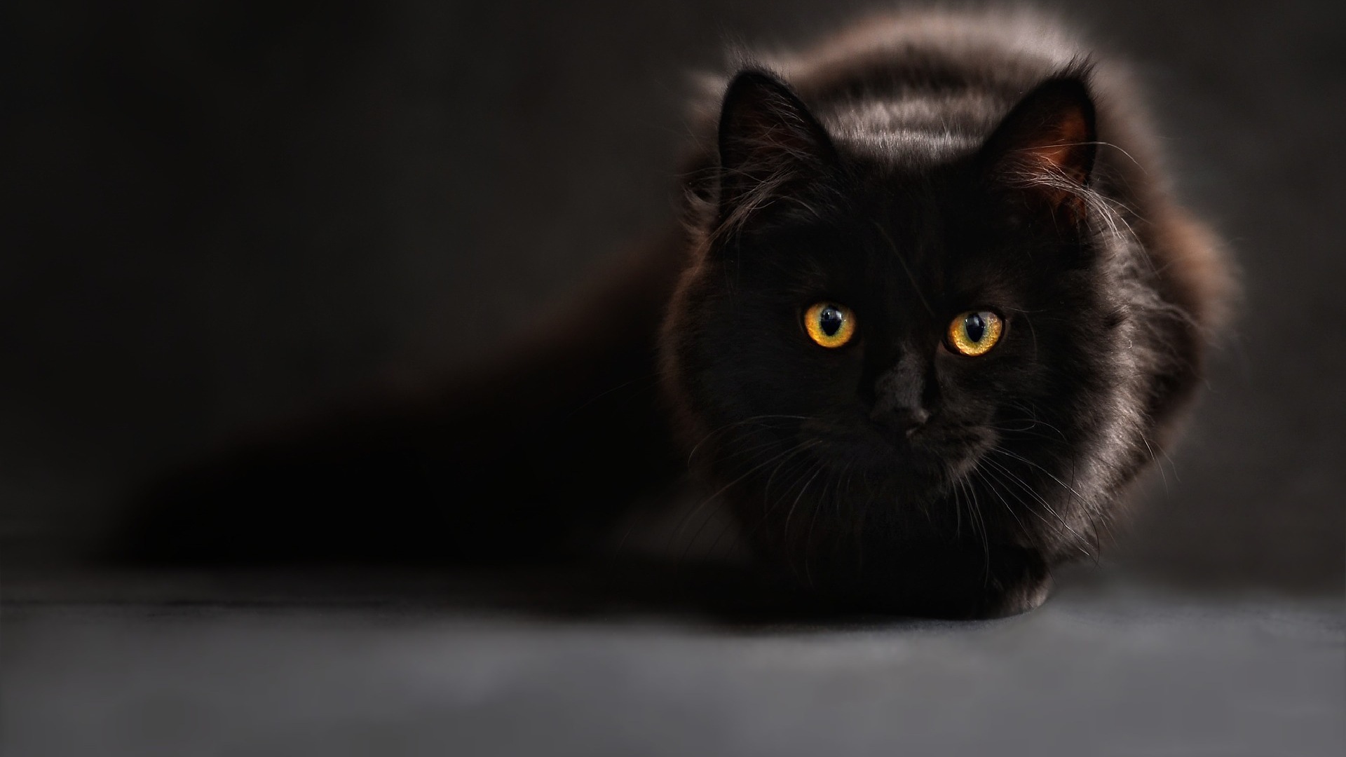 Obrovský černý kočička com