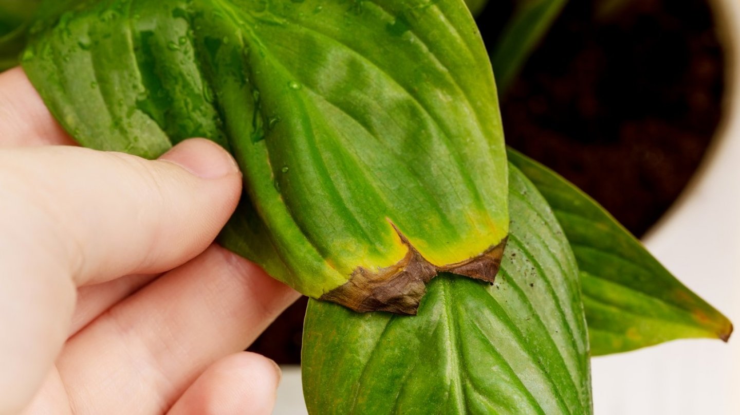 Proč hnědnou listy pokojových rostlin a jak to můžeme napravit | Prima  Living